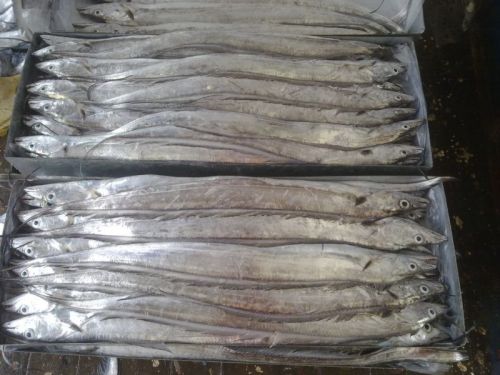 Firm ribbon fish, Shape : Block.