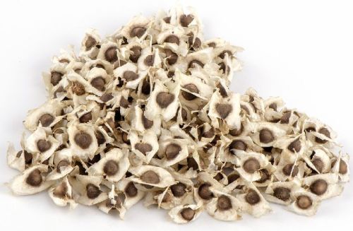 Organic Dried Moringa Seeds, Moisture : 7% Max, Purity : 99%