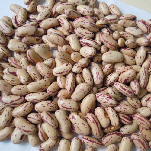 Organic Pinto Kidney Beans, Packaging Type : 25 Kg, 10 Kg