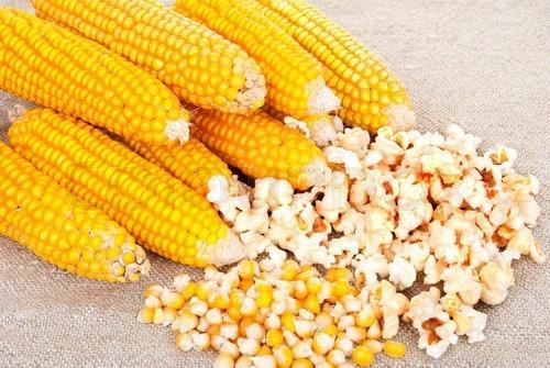 Organic Popcorn Maize Seeds, Packaging Type : Yellow