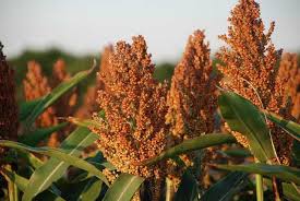 Organic Sorghum Seeds