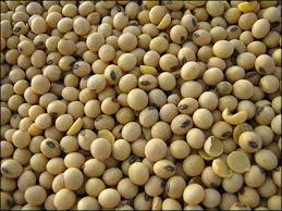 Organic Soybeans Seeds, Certification : FSSAI Certified