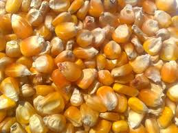 Organic Yellow Maize Animal Feed, Packaging Type : Loose, PP Bags