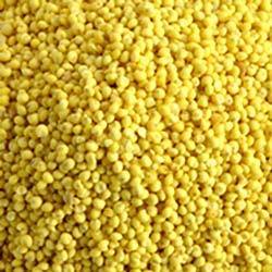 Organic Yellow Millet Seeds, Packaging Size : 25kg