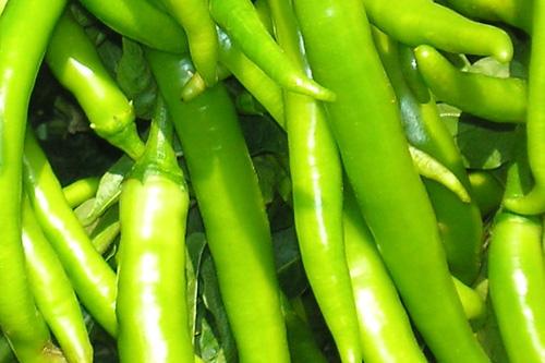 Fresh green chilli, Usage : Spicy