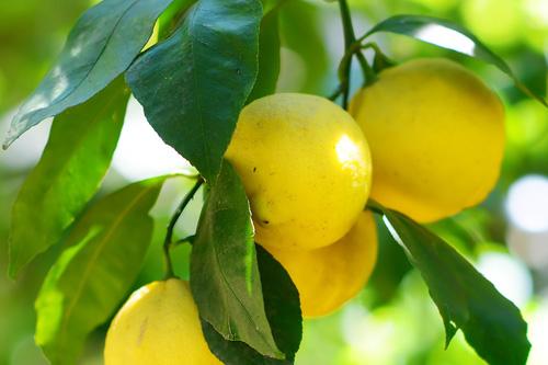 Fresh lemon, Usage : Sour