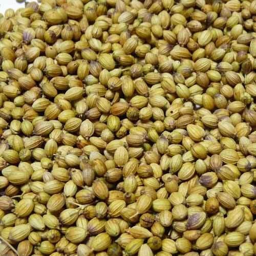 Coriander Seeds, Purity : 99.9%