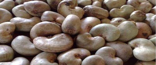 Raw Cashew Nuts