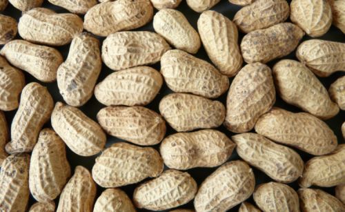 Groundnut, Country of Origin : India