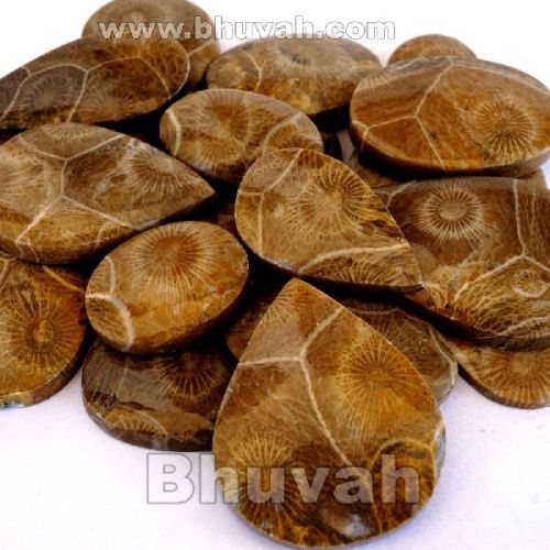 Morocco Fossil Coral Gemstone