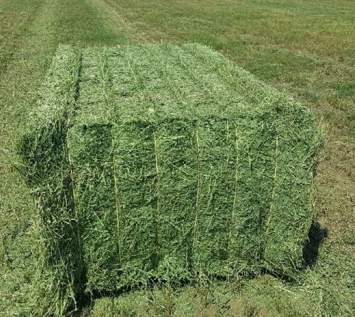 Alfalfa Hay, Fibers : 16%
