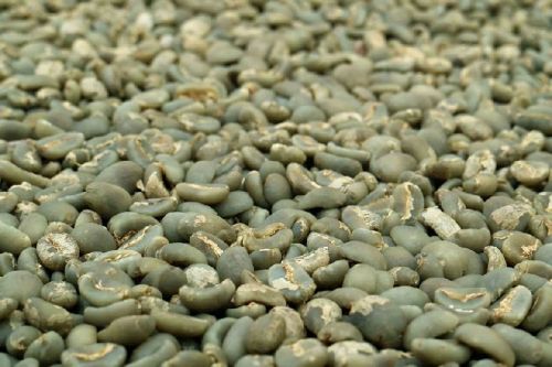 Coffee beans, Packaging Type : Green