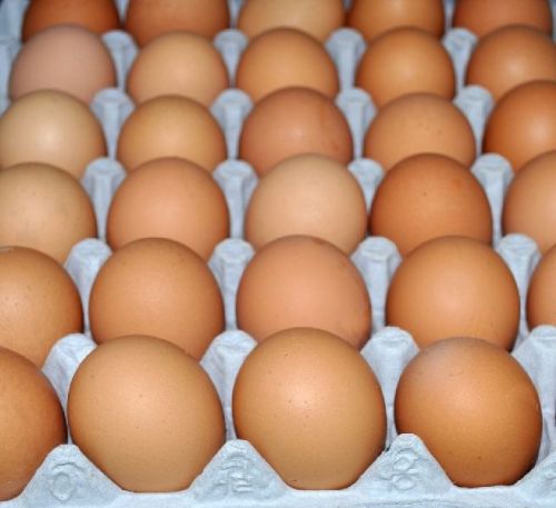 Common Fresh Chicken Eggs, Packaging Size : 30eggs