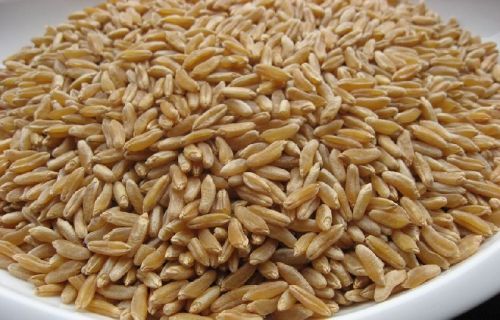 Common Kamut Grains, Packaging Type : Creamy