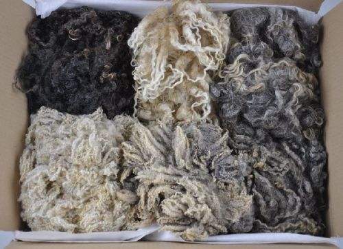 Raw Wool for textile
