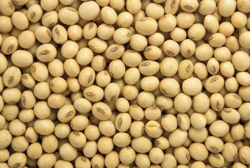 Nature Seed Soybeans