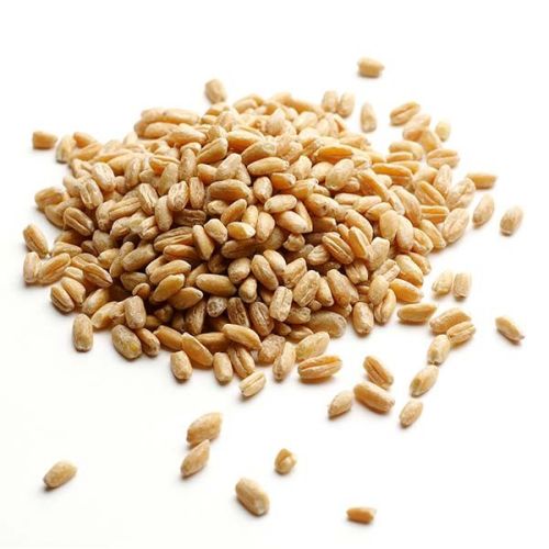 Wheat grain