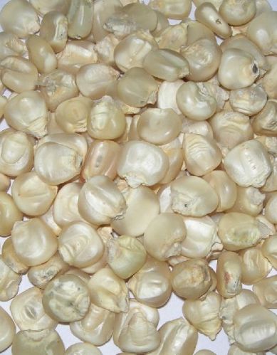 White Corn, Packaging Type : Pp Bag, Jute Bag