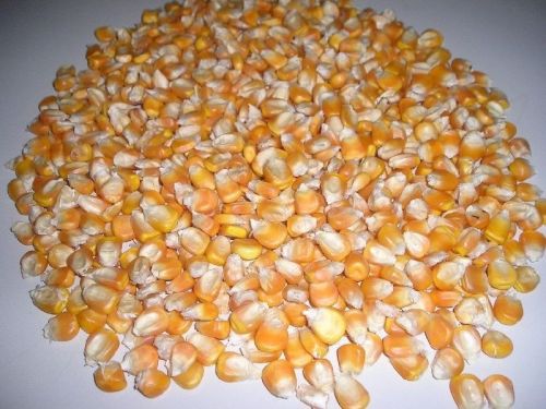 Common yellow corn, Packaging Type : Red