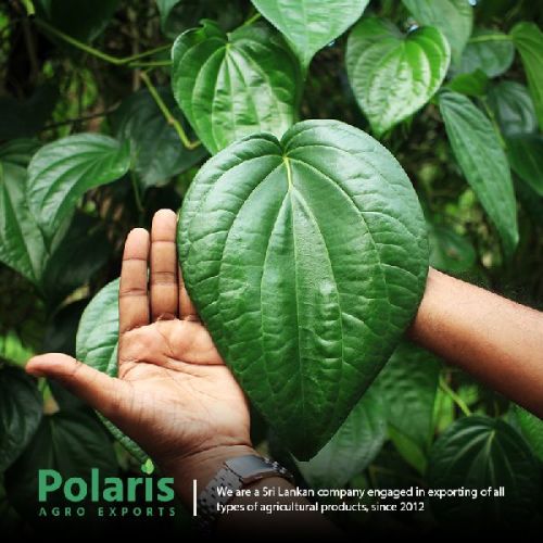 Common betel leaf, Packaging Type : Basket