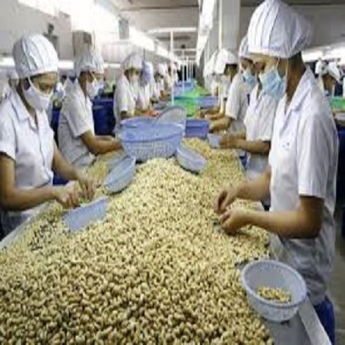 Processed Cashew Nuts, Certification : ISO9001-2008 for Food