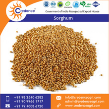 Rich Sorghum Grains, Color : White