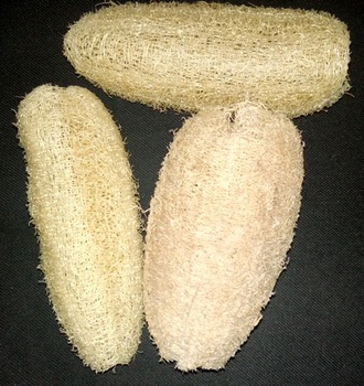 Egyptian Loofah