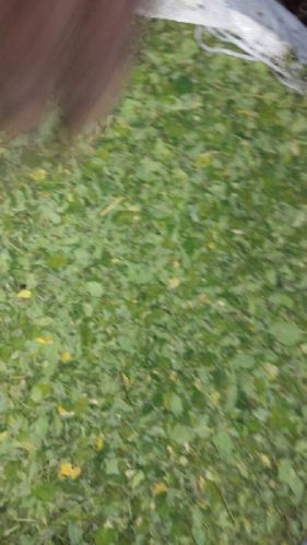 Moringa leaf, Material : Moringa Leaves