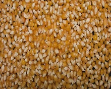 Corn, Style : Dried