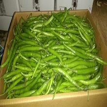 Common Hot Green Chillies