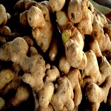 Organic Ginger