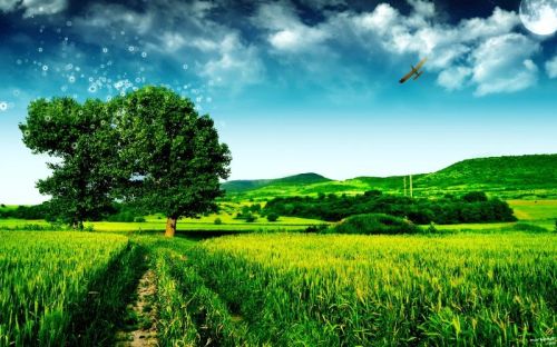 2 3 5 Triiodobenzoic Acid