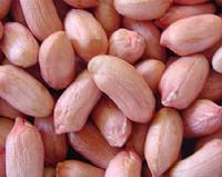 Long Grounudnut Salty Peanut