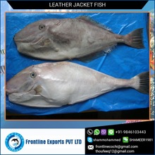 Frozen Leatherjacket Fish, Packaging Type : Bulk