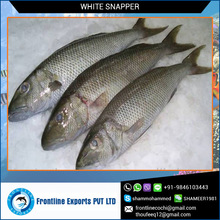 Snapper Fish, Packaging Type : Bulk