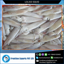 Squid Loligo Fish, Style : Frozen