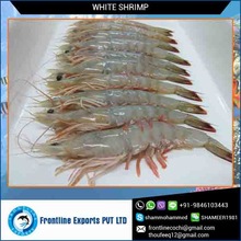 White Shrimp
