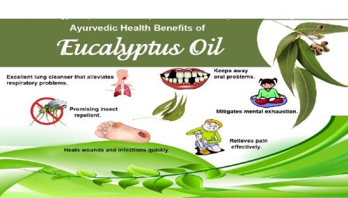 Eucalyptus Oil, Shelf Life : 1Year