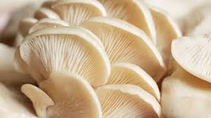 Common Oyster Mushroom, For Cooking, Packaging Type : Plastic Bag, Polythene Bag