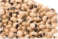 Common Soya Bean, Packaging Type : Ganny Bag, Jute Bag, Plastic Bag