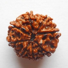 Organic Material Eight Mukhi Rudraksha