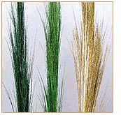 Broom Grass