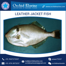 Frozen Leather Jacket Fish, Size : 300/500, 500/700, 700/1000