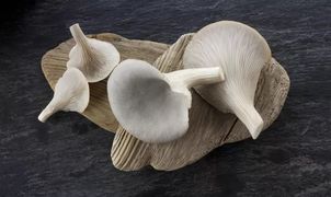 Oyster Mushroom