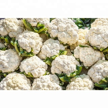 JF Fresh Cauliflower, Color : Natural Wite