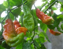 Bhut Jala, Style : Fresh