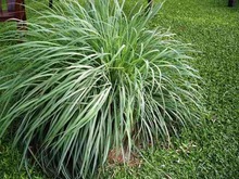 MKEI-NEO-088 Leaves Lemongrass Citronella Oil, Certification : GMP, MSDS