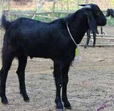 Live Goat