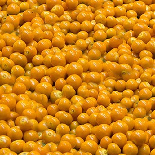 IQF Whole Cape Gooseberries