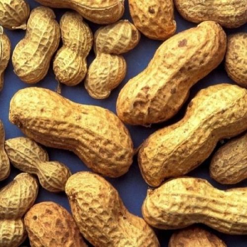 Peanut, Certification : Apeda